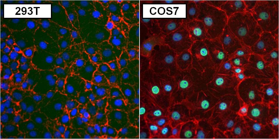 IHC-plus™ Monoclonal Mouse anti-Human PAX8 Antibody (clone 1F8-3A8, IHC, IF, WB)