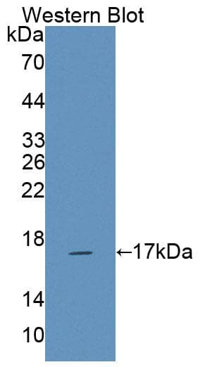 NKP30 Antibody (aa21-147)