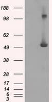 IFIT3 Antibody (clone OTI1G1)