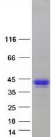 Human IKBKG / NEMO / IKK Gamma Protein (Recombinant Myc-DDK (Flag))