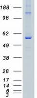Human CDK19 / CDK11 Protein (Recombinant Myc-DDK (Flag))