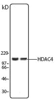IHC-plus™ HDAC4 Antibody (N-Terminus)