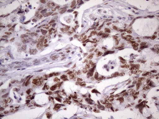 NUDT21 Antibody (aa2-227, clone OTI13H1)