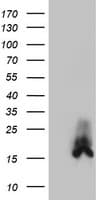 DUSP23 Antibody (clone OTI3C10)