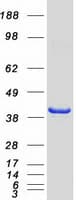 Human HNRNP-E2 / PCBP2 Protein (Recombinant Myc-DDK (Flag))