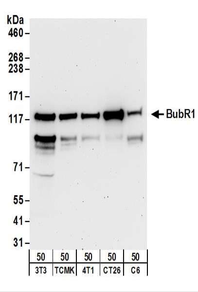 BUB1B / BubR1 Antibody (aa350-400)