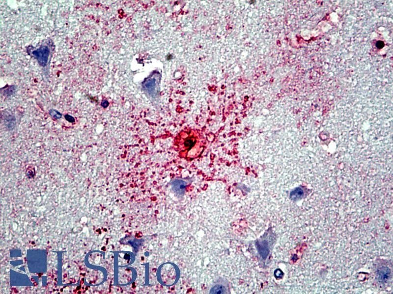 IHC-plus™ GFAP Antibody