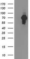 SH2B3 / LNK Antibody (clone OTI2C9)