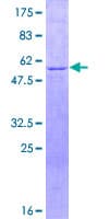 Human OGG1 Protein (Recombinant GST)