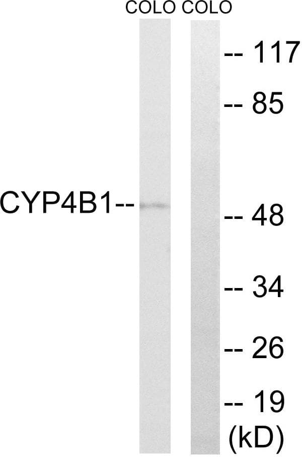 CYP4B1 Antibody