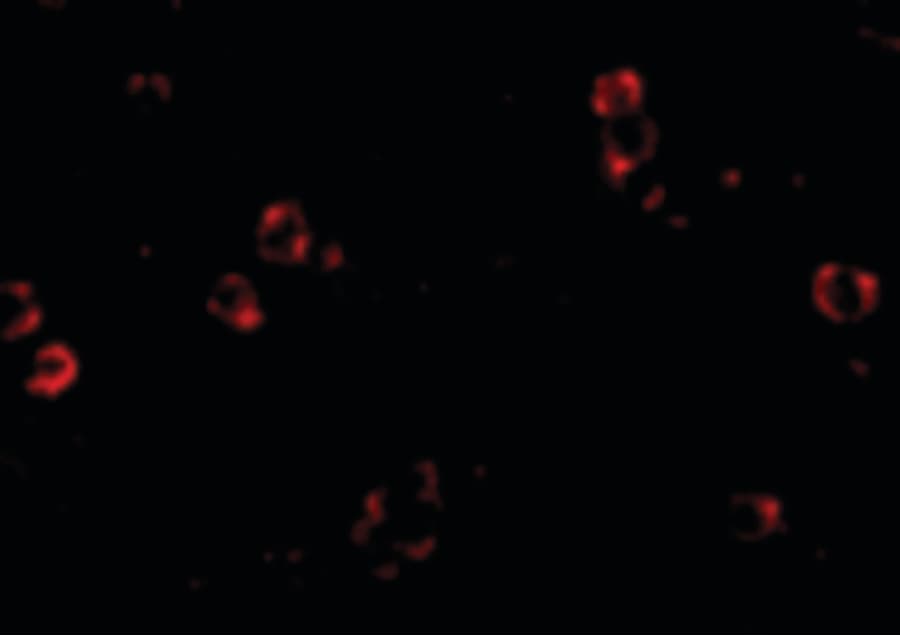 IHC-plus™ XBP1 Antibody (clone 3H1G4)