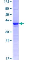 Human CLLU1OS Protein (Recombinant GST)