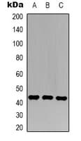 Polyclonal Rabbit anti-Human JUN / c-Jun Antibody (IHC, WB)
