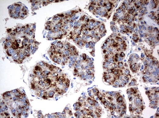 Monoclonal Mouse anti-Human HAO1 Antibody (clone UMAB117, Carrier-free, IHC, WB)