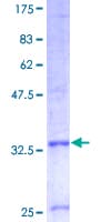Human COX7B Protein (Recombinant GST)