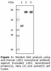 Monoclonal Mouse anti-Human KDM1A / LSD1 Antibody (clone 1B2E5, IHC, WB)
