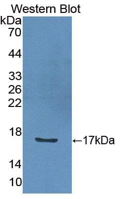 IL2 Antibody (aa21-155, Biotin)