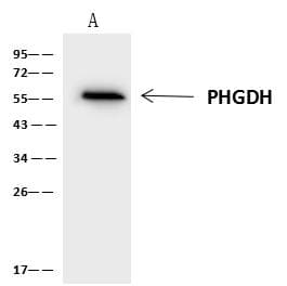PHGDH Antibody
