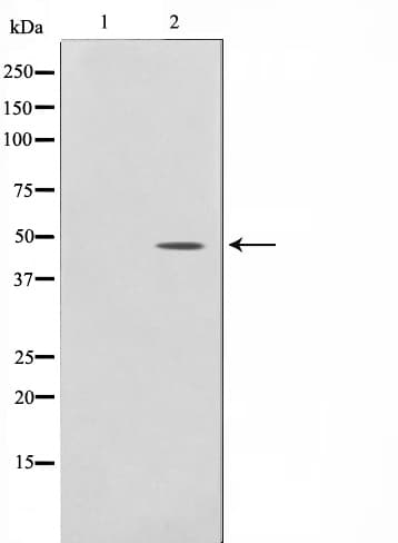 Polyclonal Rabbit anti-Human TRIP13 Antibody (IF, WB)