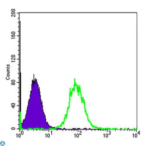HSP90AB1 / HSP90 Alpha B1 Antibody