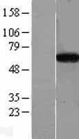 CPNE4 Protein (Over-Expression Lysate Myc-DDK (Flag))