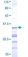 Human USP31 Protein (Recombinant GST, N-terminus)