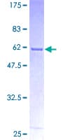 Human ANXA10 / Annexin A10 Protein (Recombinant GST)