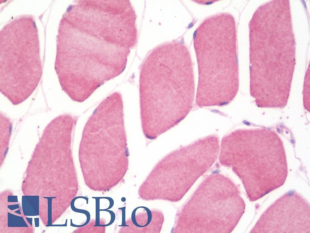 IHC-plus™ FAM40A Antibody (aa352-381)