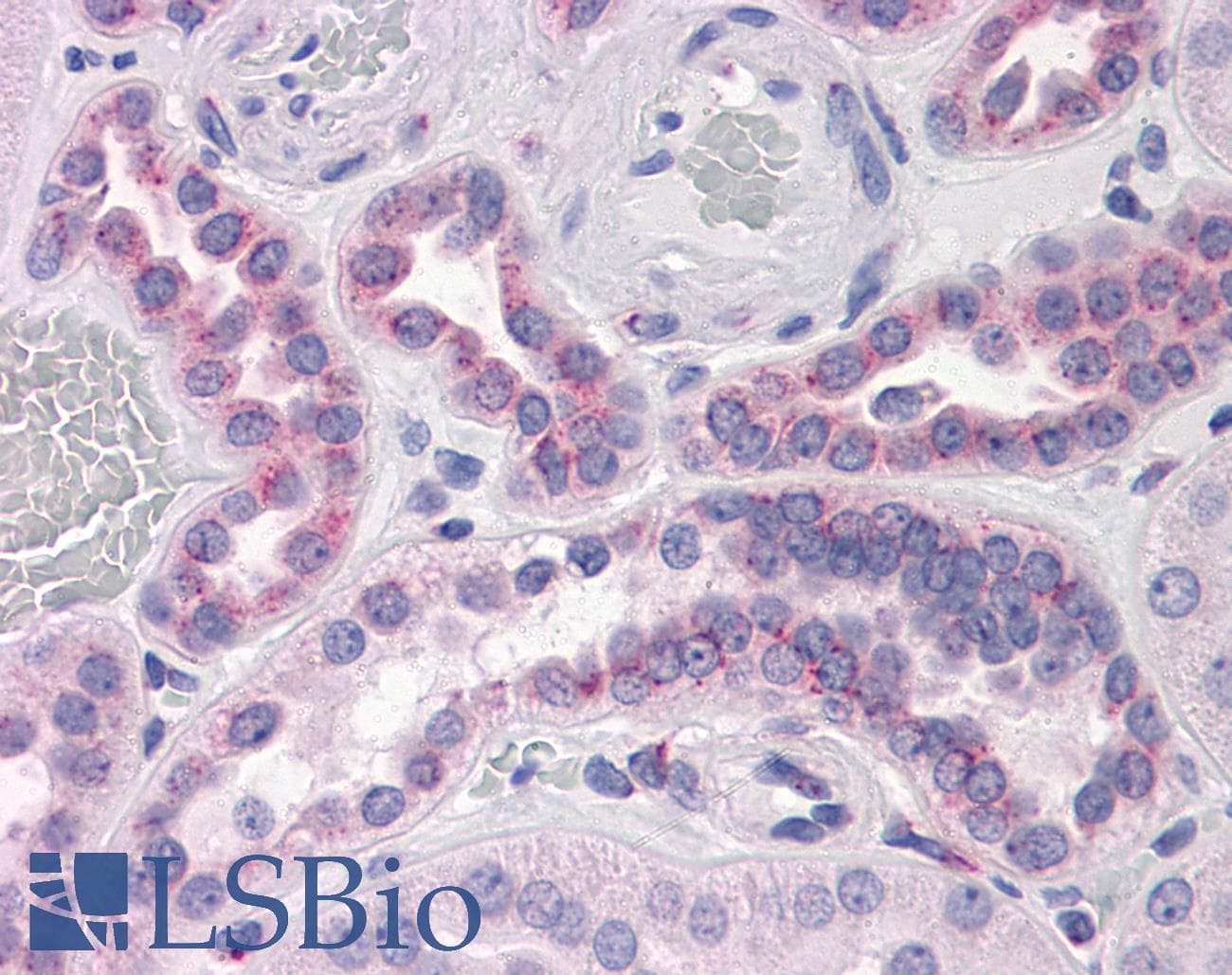 PathPlus™ GPR3 Antibody (clone 3B4-G3)
