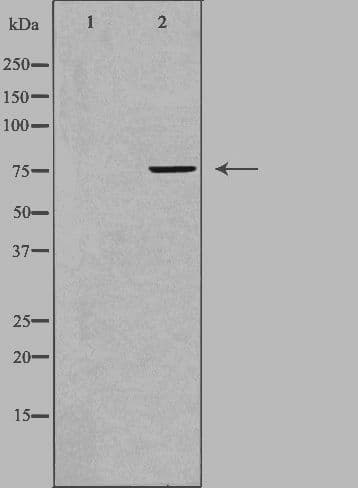 FZD3 / Frizzled 3 Antibody
