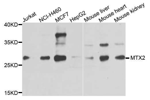 MTX2 Antibody