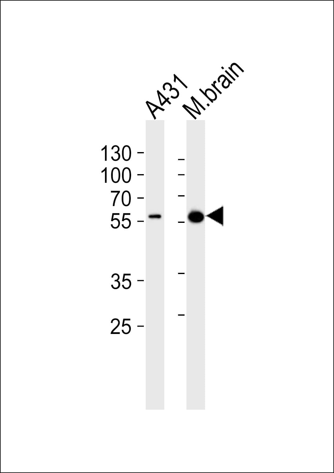 PINK1 Antibody (clone 38CT18.7)