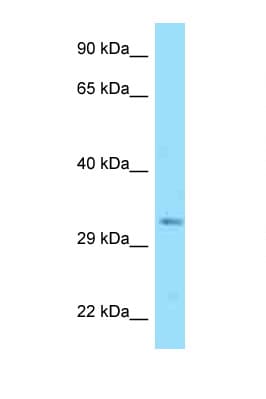 DNAJC25 Antibody (aa173-222)