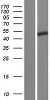 CCDC85C Protein (Over-Expression Lysate Myc-DDK (Flag))