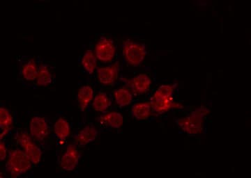 APOBEC3A Antibody