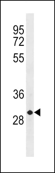 PathPlus™ CCND3 / Cyclin D3 Antibody (aa252-281)