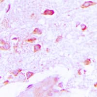 HMP19 Antibody (Internal)