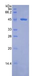 Rat F7 / Factor VII Protein (Recombinant His-GST)