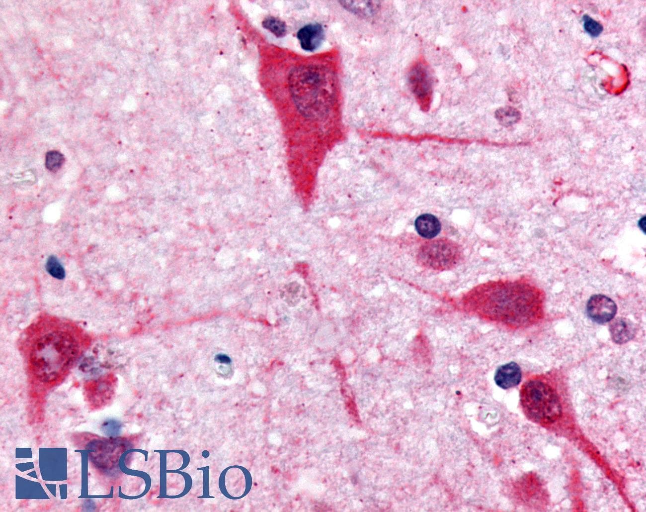 IHC-plus™ GPR61 Antibody (C-Terminus)