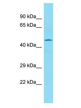 SAXO2 / FAM154B Antibody (aa133-182)