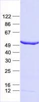 Human CASP4 / Caspase 4 Protein (Recombinant His, N-Terminal)