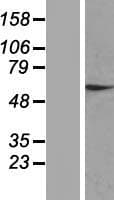 ZNF324 / ZF5128 Protein (Over-Expression Lysate Myc-DDK (Flag))