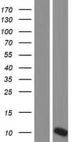 OTOS Protein (Over-Expression Lysate Myc-DDK (Flag))