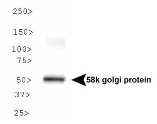 IHC-plus™ Monoclonal Mouse anti-Rat FTCD / 58K Golgi Protein Antibody (clone 58K-9, IHC, WB)
