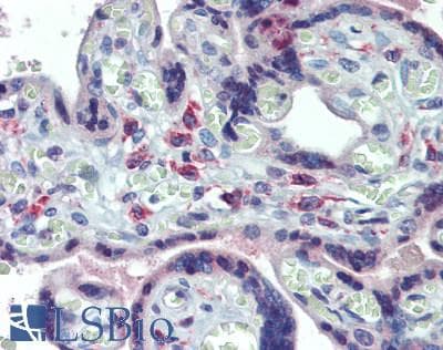 IHC-plus™ FCGRT / FCRN Antibody