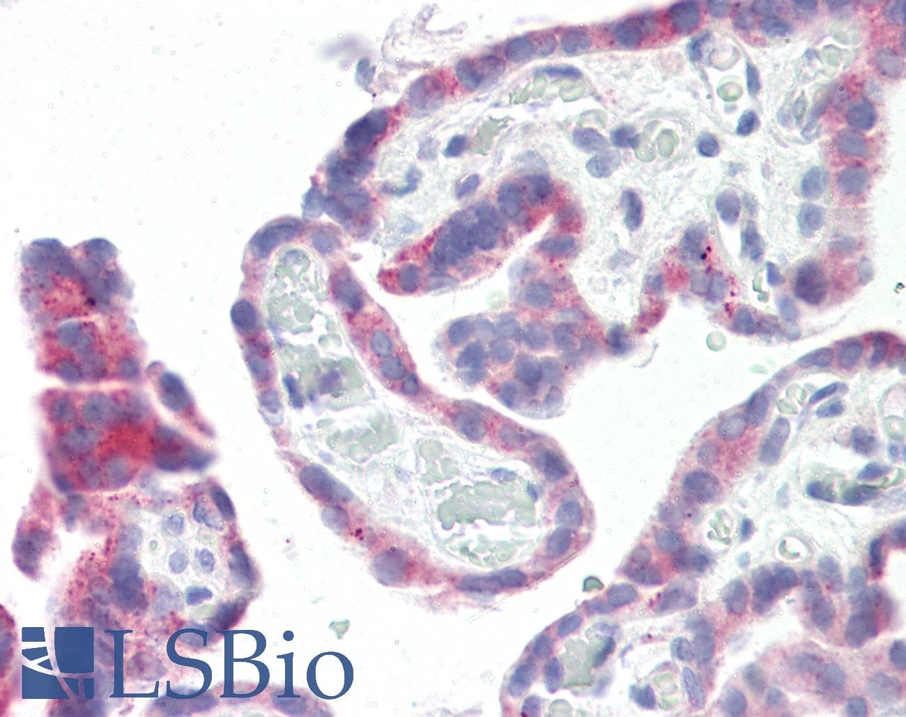 GPR87 Antibody (N-Terminus)