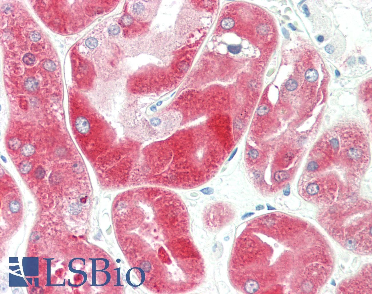 IHC-plus™ FTCD / 58K Golgi Protein Antibody (clone 7C5)