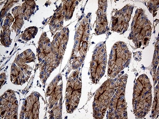 Monoclonal Mouse anti-Human GNA14 Antibody (clone OTI3E8, aa31-348, IHC, WB)