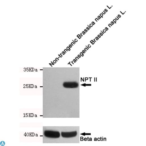 Monoclonal Mouse anti-Human SLC34A1 / NPT2 Antibody (WB)