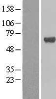 TFCP2 / CP2 Protein (Over-Expression Lysate Myc-DDK (Flag))